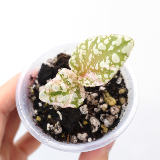 Begonia Snow Capped Pink Variegated