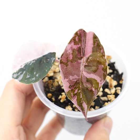 Alocasia Chantrieri Pink Variegated