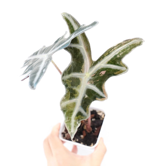 Alocasia Nobilis Pink Variegated K Form