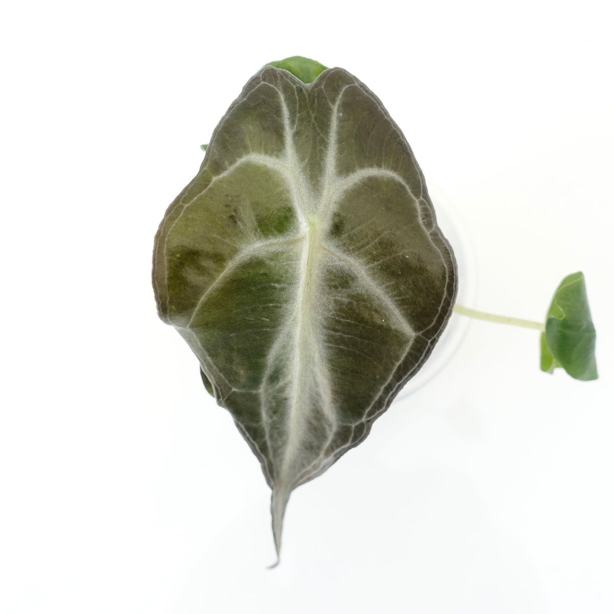 Alocasia Venom