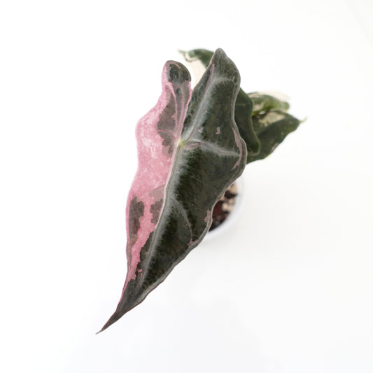 Alocasia Nobilis Pink Variegated K Form