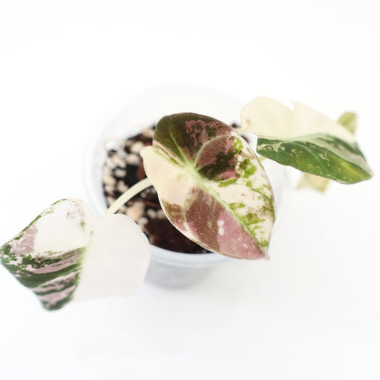 Alocasia Black Velvet Pink Variegated