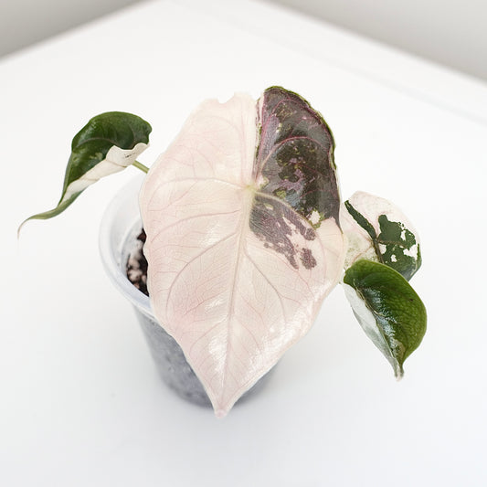 Alocasia Azlanii Pink Variegated