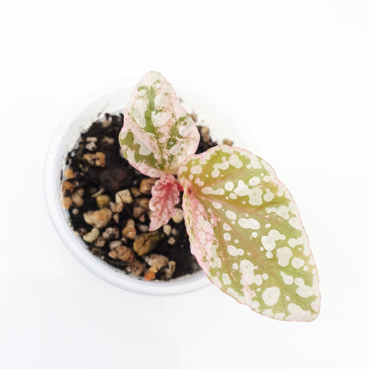 Begonia Snow Capped Pink Variegated