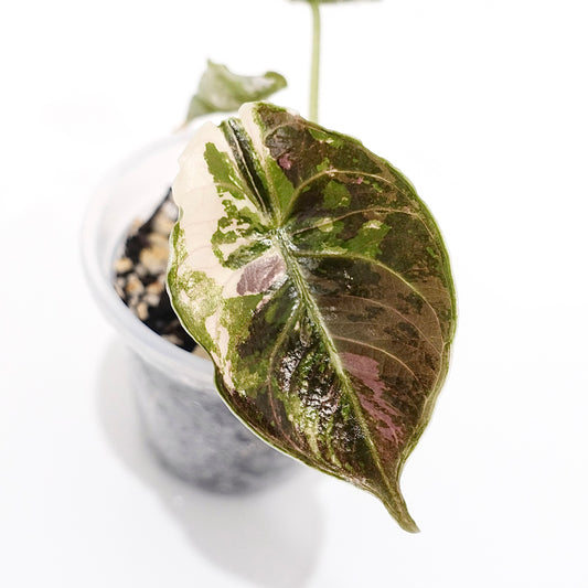 Alocasia Azlanii Pink Variegated