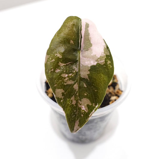 Alocasia Chantrieri Pink Variegated