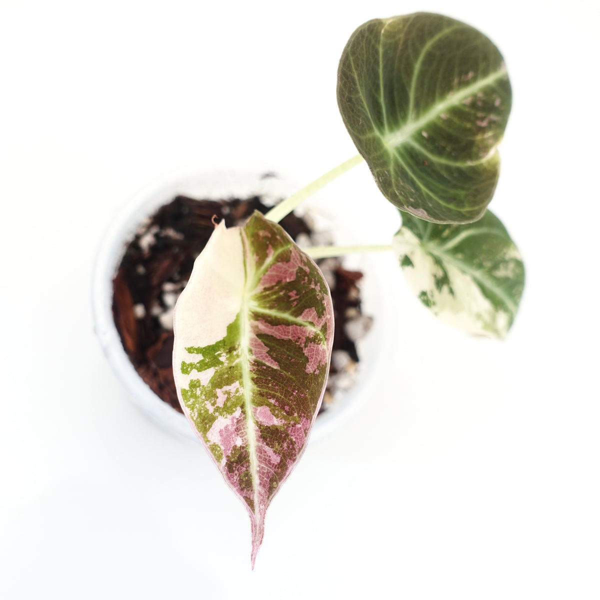 Alocasia Black Velvet Pink Variegated