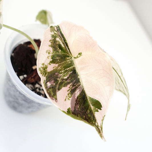 Alocasia Azlanii Pink Variegated