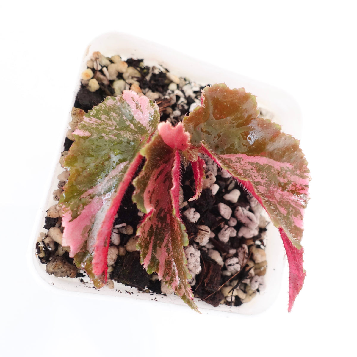 Begonia 'Ginny Galaxy' Variegated