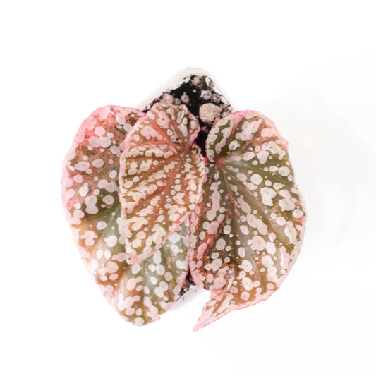 Begonia Snow Capped Pink Variegated