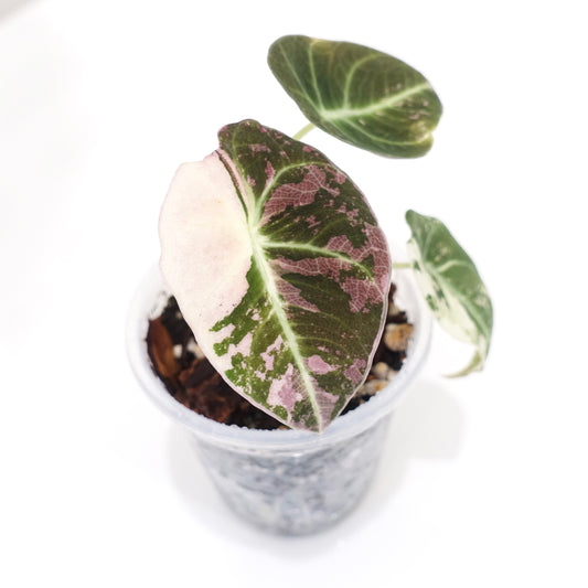 Alocasia Black Velvet Pink Variegated