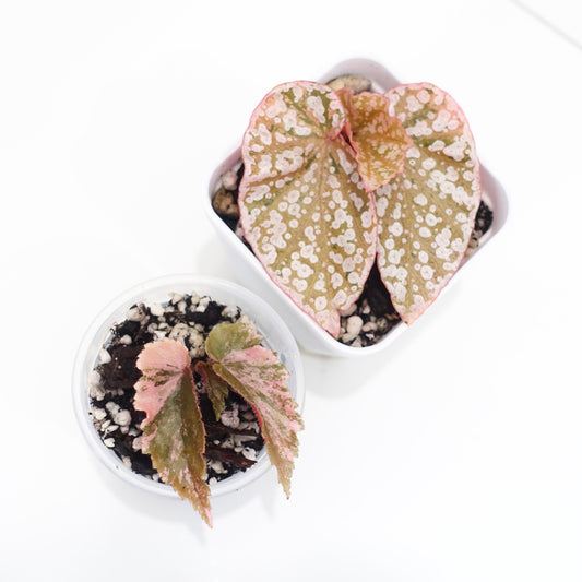 Variegated Begonia Duo — Snow Capped Pink + Ginny Galaxy