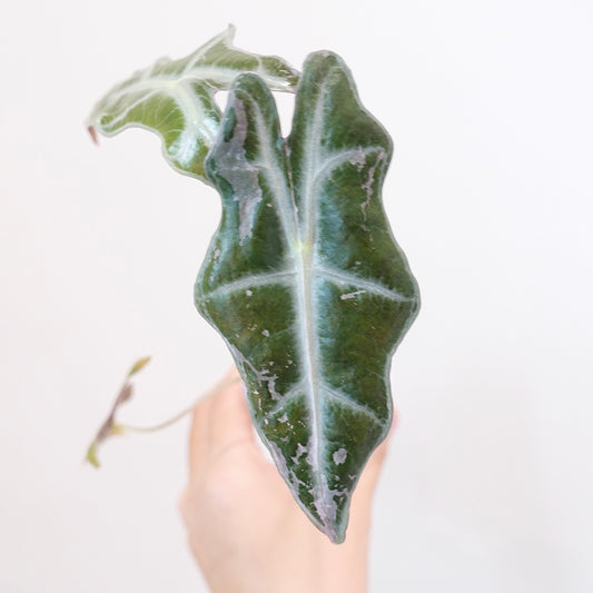 Alocasia Nobilis Pink Variegated K Form — plant photograph