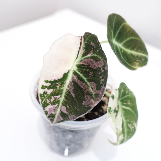 Alocasia Black Velvet Pink Variegated — plant photograph