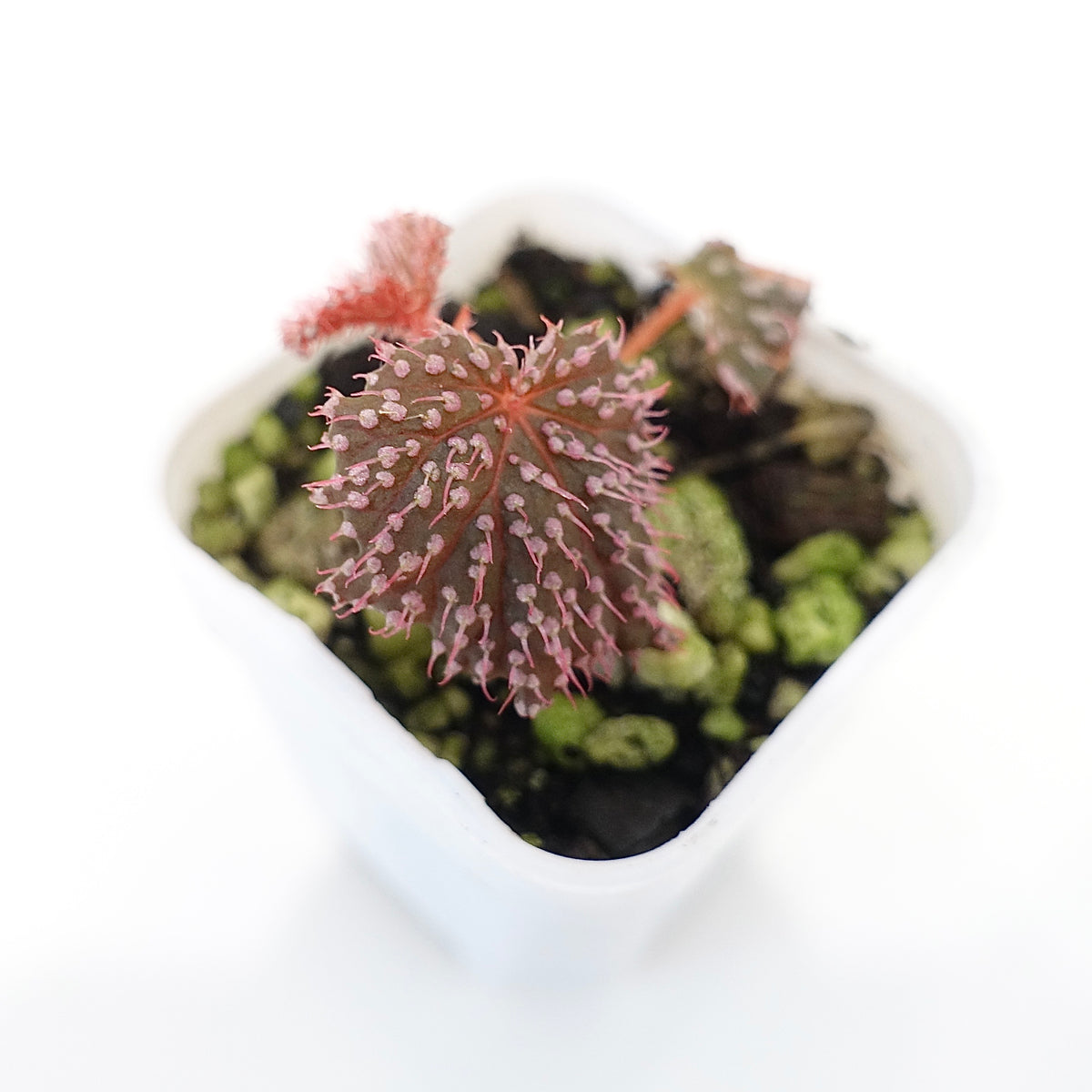 Begonia Pink Urchin