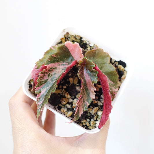 Begonia 'Ginny Galaxy' Variegated — plant photograph