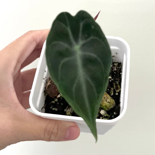 Alocasia Venom - 002