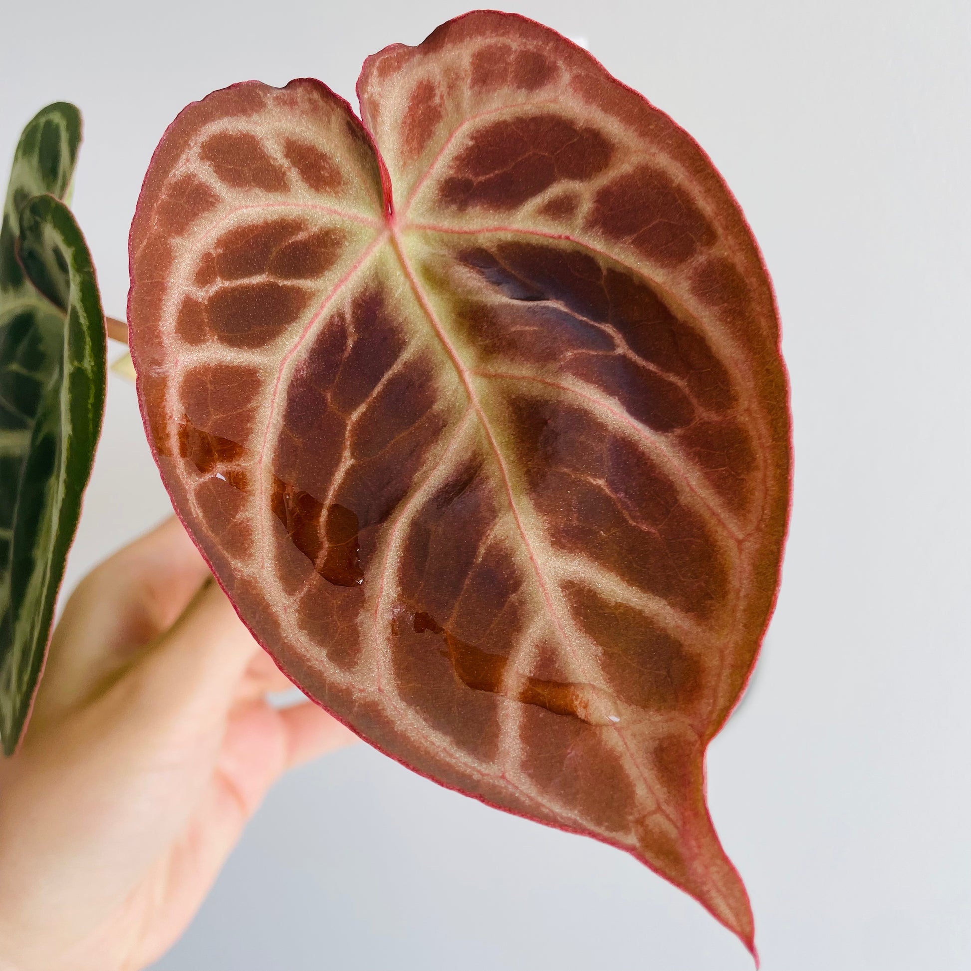 シモンズグランドセール Anthurium Dream Angel x Crystallinum) Red x (Dorayaki その他観葉植物