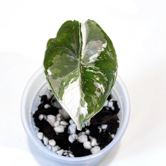 Alocasia Azlanii Pink - 001 - Preorder