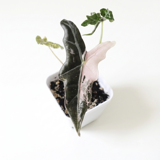 Alocasia Nobilis Pink - 001