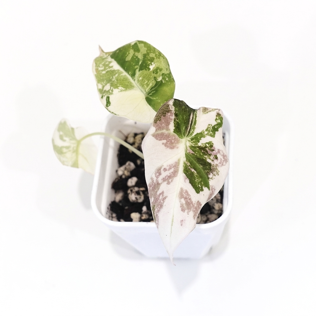 Alocasia Black Velvet Pink - 002