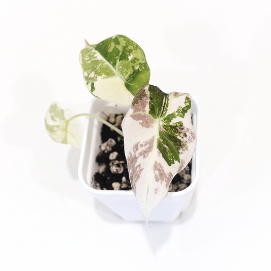 Alocasia Black Velvet Pink - 002