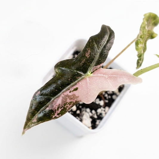 Alocasia Nobilis Pink - 001