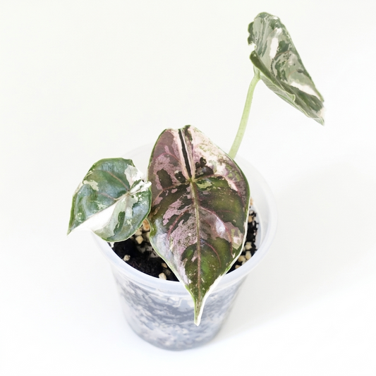 Alocasia Azlanii Pink - 002