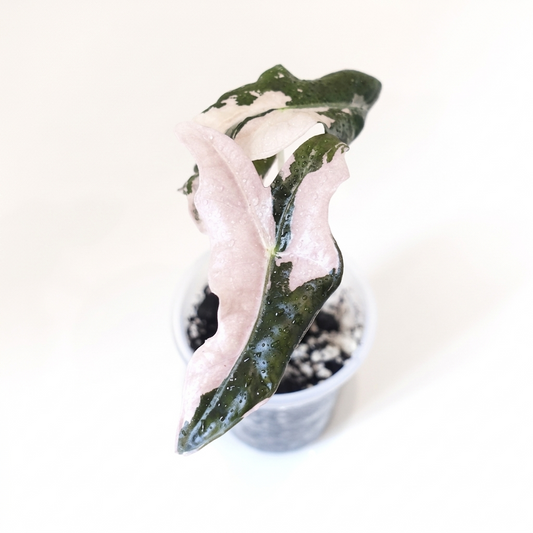 Alocasia Nobilis Pink - 003