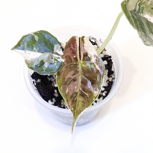 Alocasia Azlanii Pink - 002