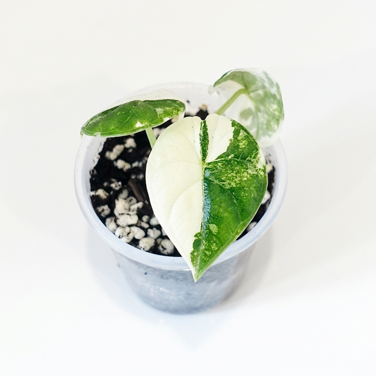 Alocasia Melo Albo - 001