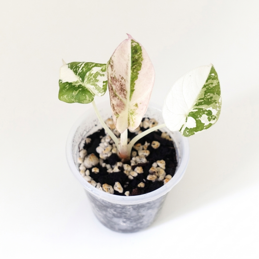 Alocasia Black Velvet Pink - 001