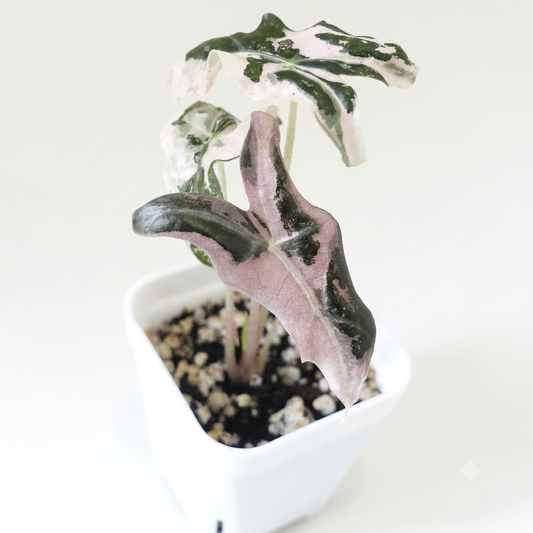 Alocasia Nobilis Pink - 003