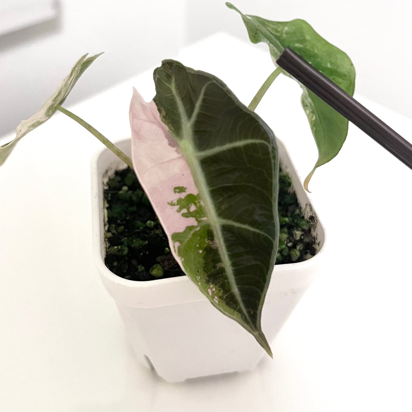 Alocasia Polly 'Pink&Albo'- 002