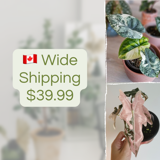 Canada Wide Shipping