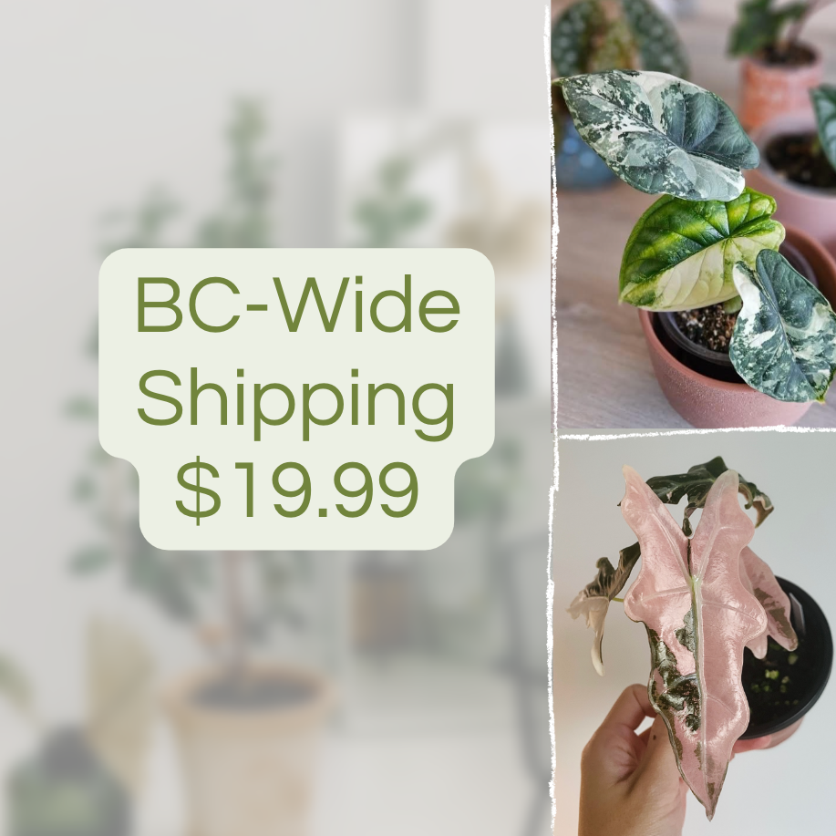 BC-Wide Shipping