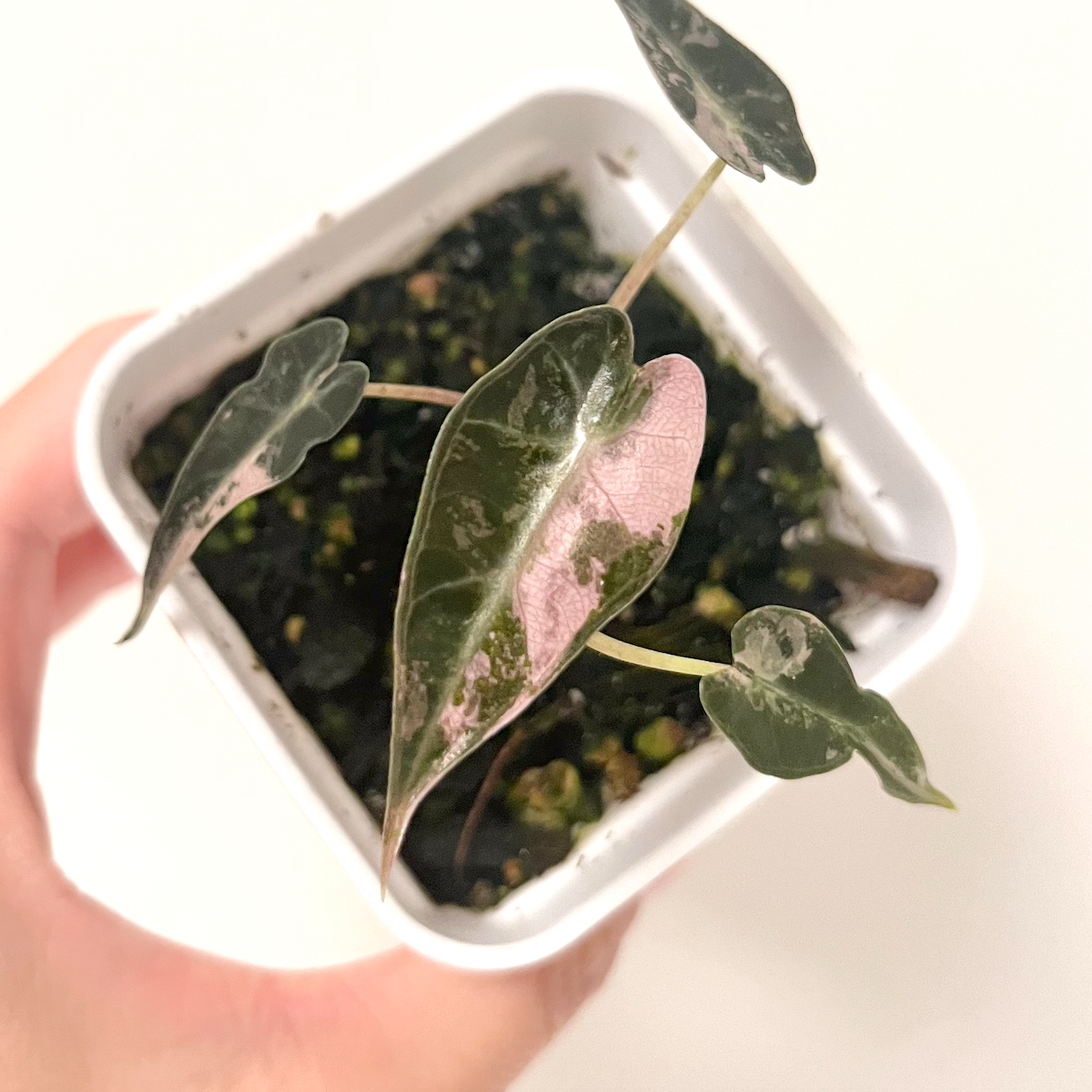 Alocasia Bambino Pink - 003