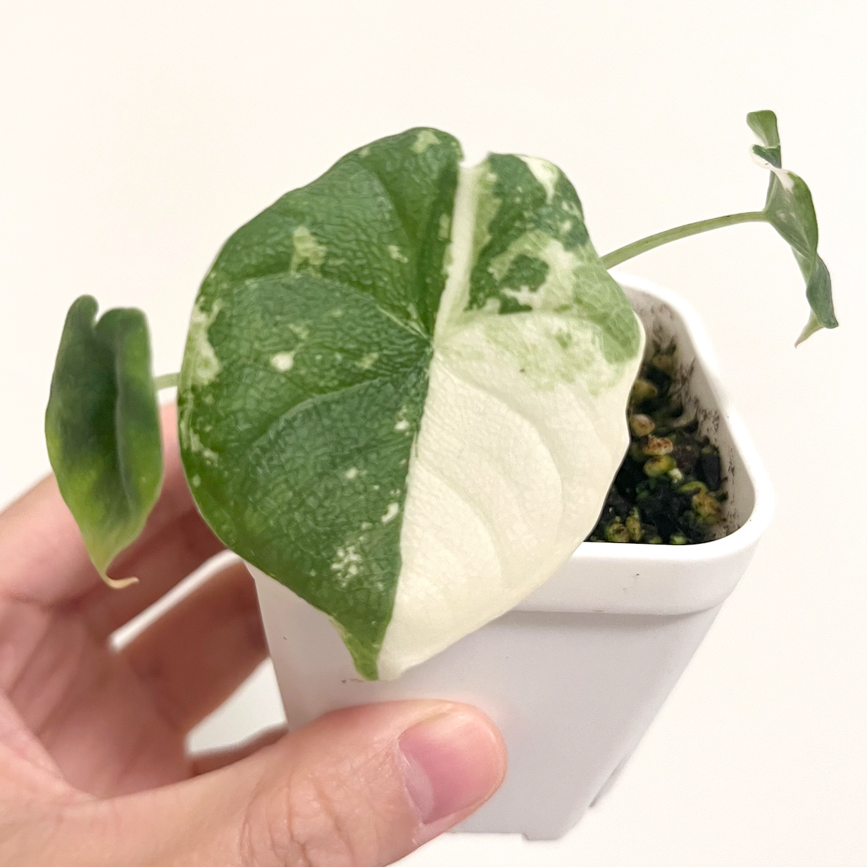 Alocasia Melo 'Albo' - 001 - CLEARANCE