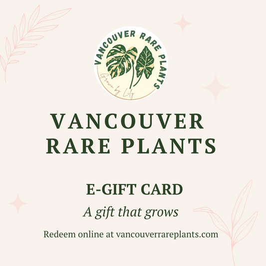 Digital Gift Card — Instant Email Delivery