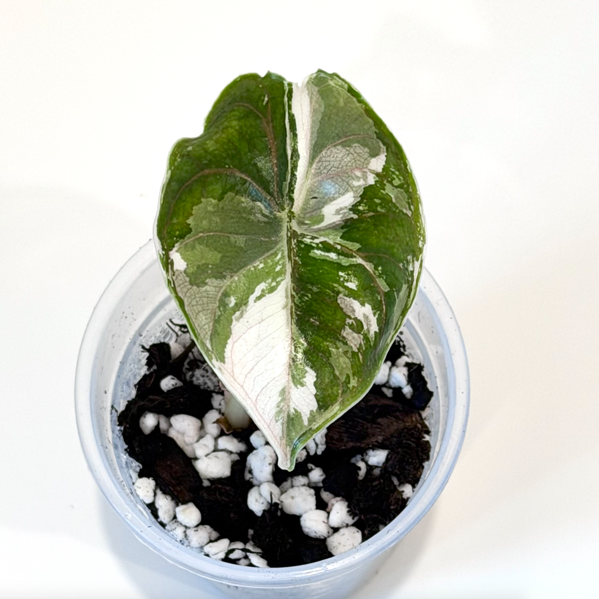 Alocasia Azlanii Pink - 001 - Preorder