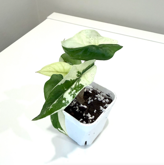 Alocasia Heterophylia Metalic Blue Albo - 001 - Preorder