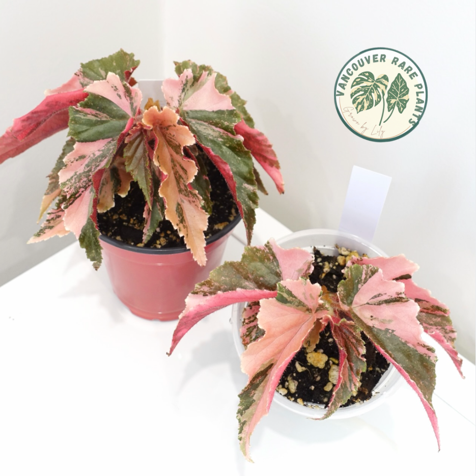 Begonia 'Ginny Galaxy' Variegated