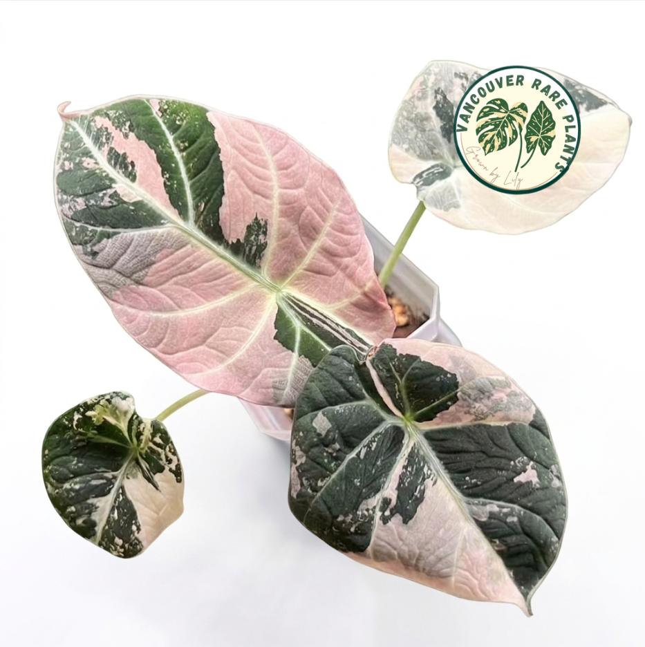 Alocasia Black Velvet Pink Variegated