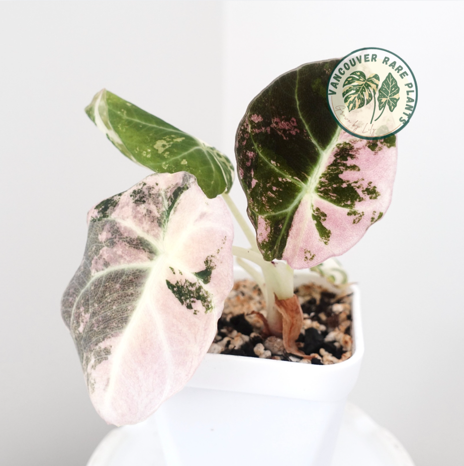 Alocasia Black Velvet Pink Variegated
