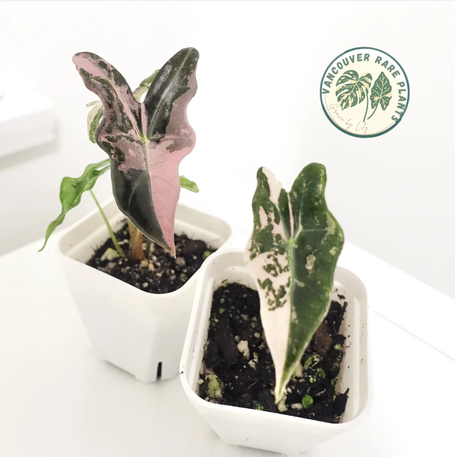 Alocasia Nobilis Pink Variegated K Form
