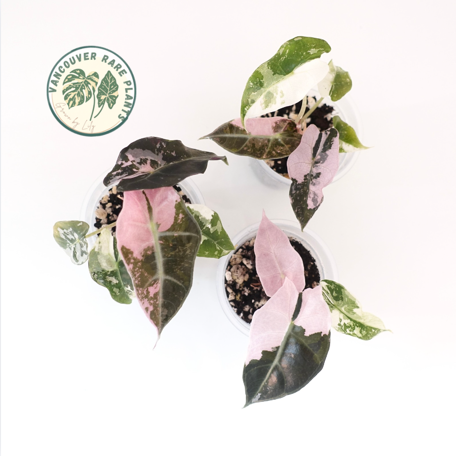 Alocasia Amazonica Pink