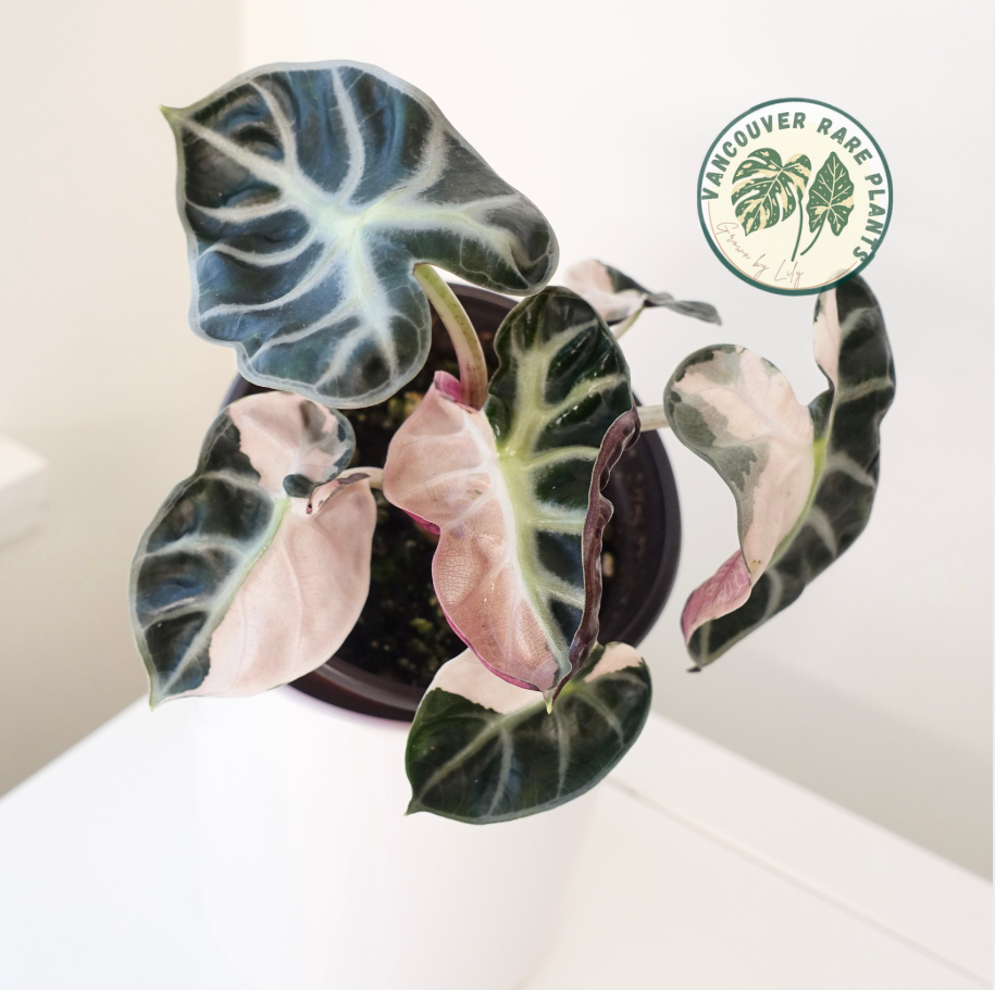 Alocasia Heart Balloon Pink