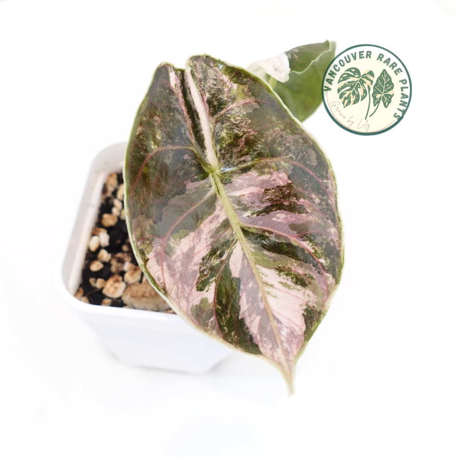 Alocasia Azlanii Pink Variegated