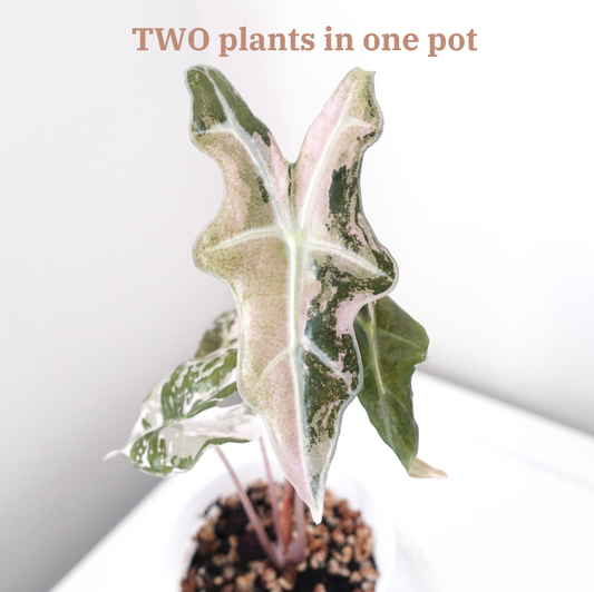 Alocasia Nobilis Pink Variegated K Form