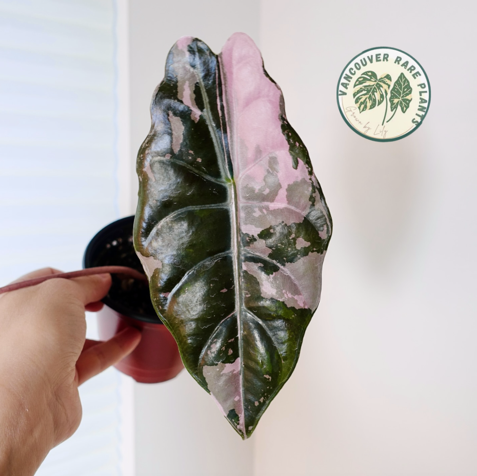 Alocasia Chantrieri Pink Variegated